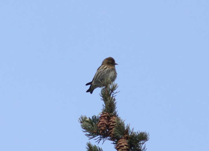 Pine Siskin gfg33f.JPG