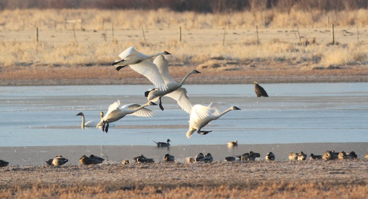 Trumpeter Swan hkj44.JPG