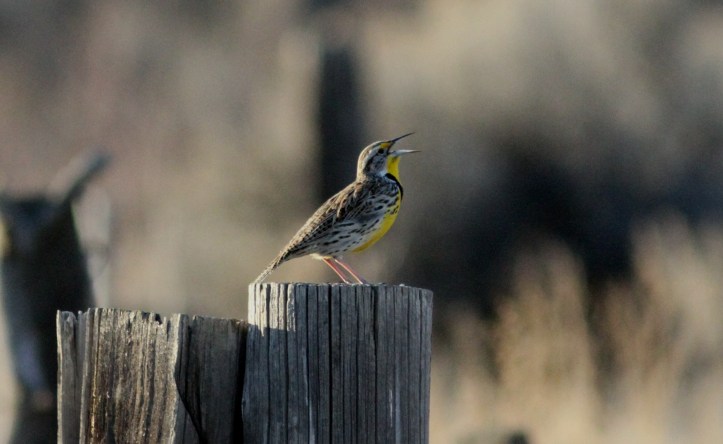 Western Meadowlark hj4gg.JPG