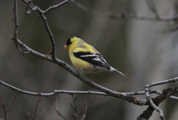 American Goldfinch gh33.JPG