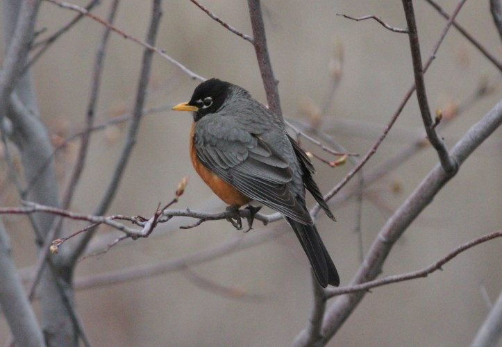 American Robin hgh3 (2).JPG