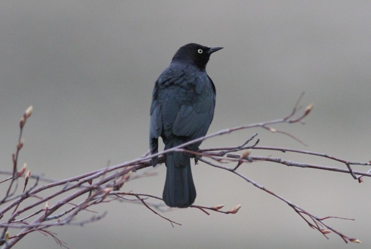 Brewer's Blackbird hh4f.JPG