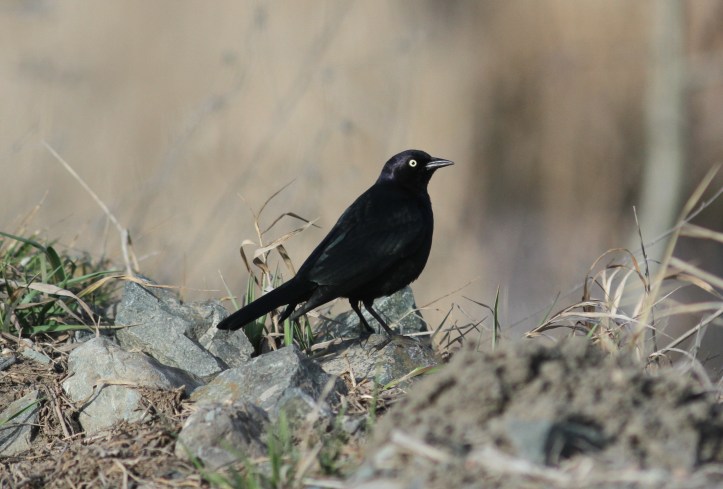 Brewer's Blackbird jkh3.JPG