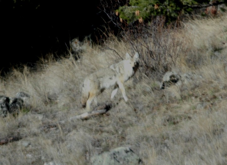 Coyote jh3.JPG