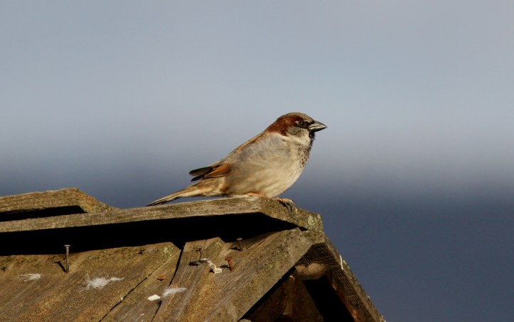 House Sparrow jh3.JPG