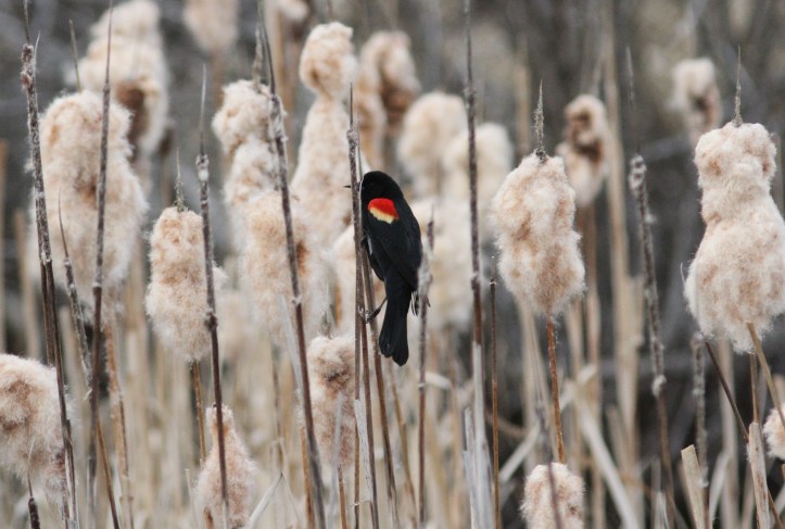 red-winged Blackbird ghkj3.JPG