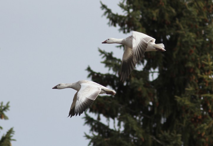 Snow Goose 21 (1).JPG