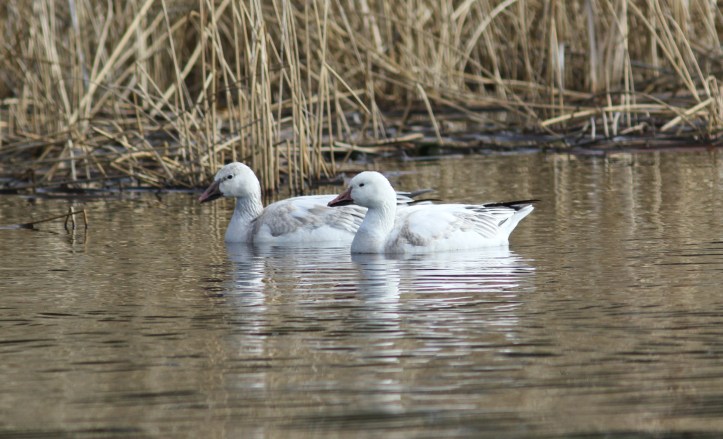 Snow Goose 3 (2)