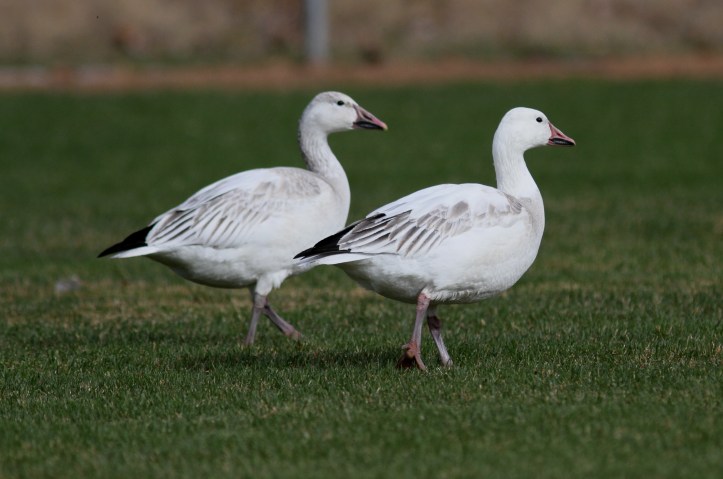Snow Goose hk4 (1).JPG