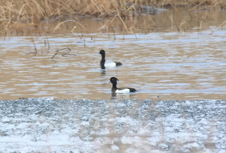 Tufted Duck ljl4.JPG