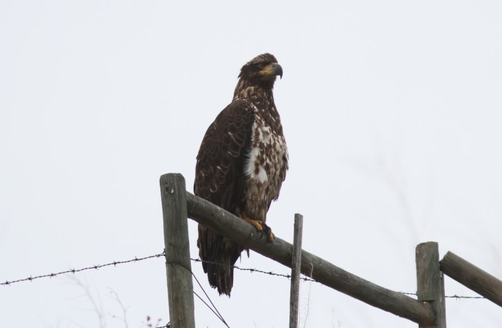 Bald Eagle jhkjhkj3.JPG