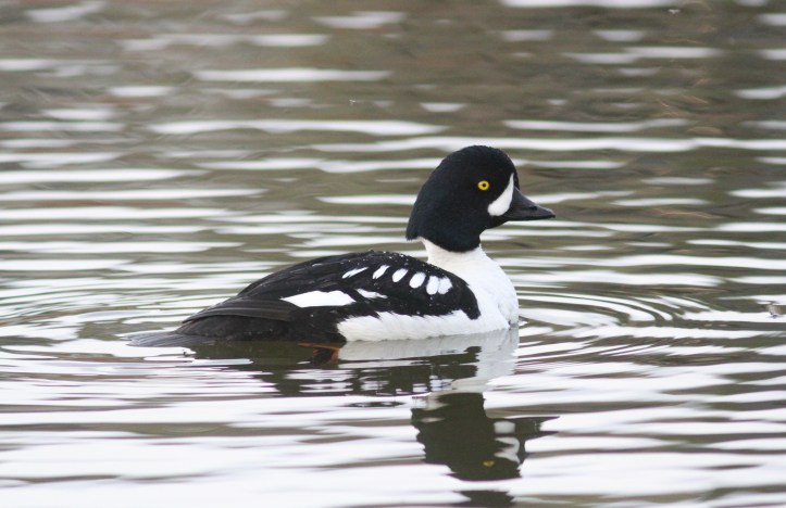 Barrow's Goldeneye hgghg3.JPG