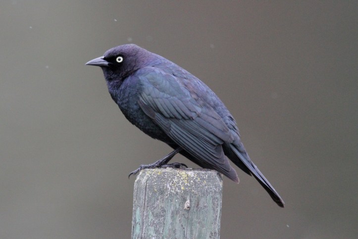 Brewer's Blackbird hfggf3.JPG