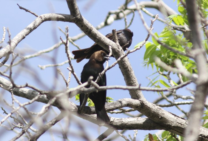Brown-headed Cowbird kkgh3.JPG
