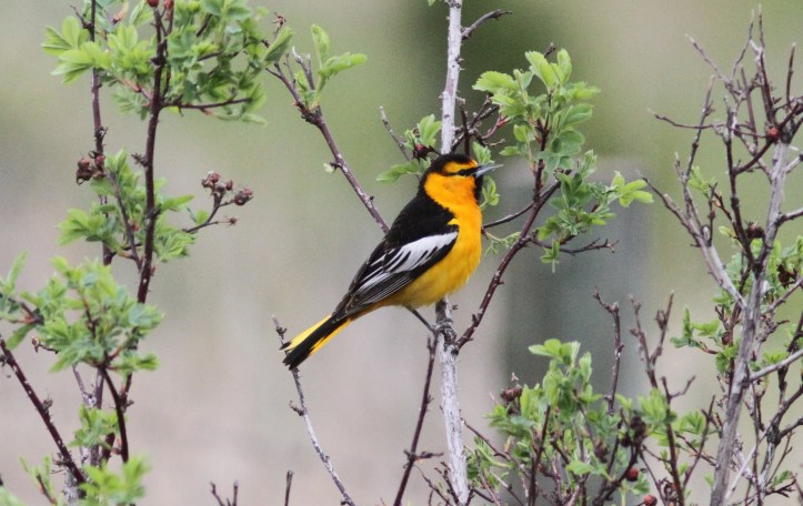 Bullock's Oriole khkk3.JPG