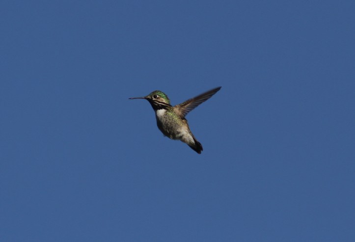 Calliope Hummingbird jjg3