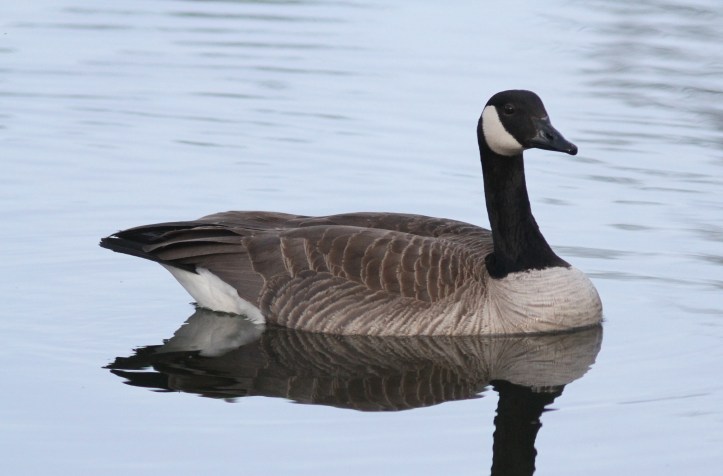 Canada Goose ejgkhg3.JPG