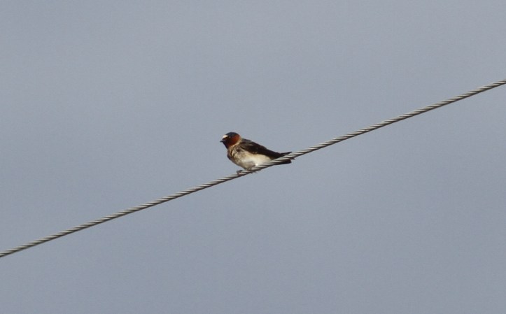 Cliff Swallow hjkj3
