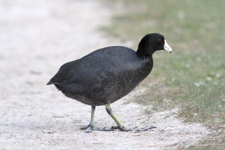 Coot 8993.JPG