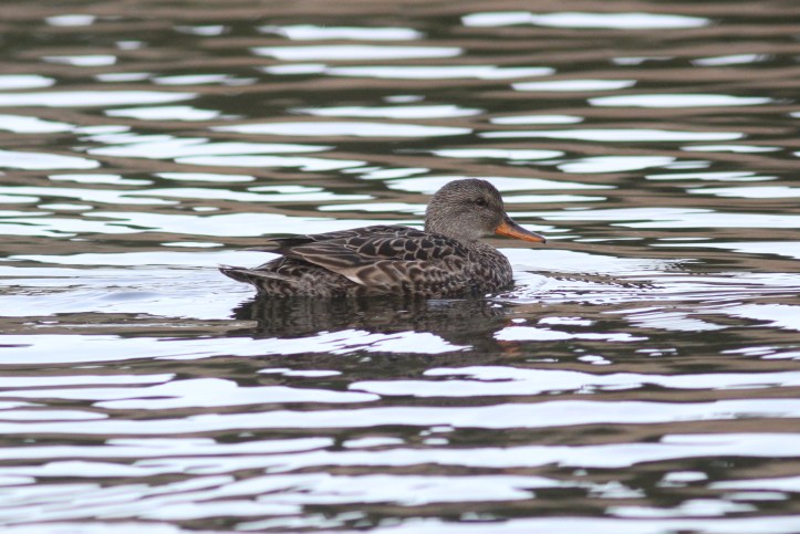 Gadwall 0902.JPG