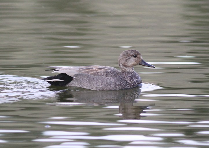 Gadwall 90hj3.JPG