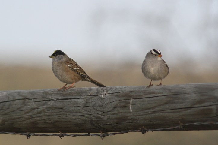 Golden-crowned Sparrow hgh3.JPG