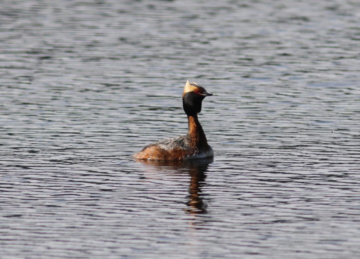 Horned Grebe llk3