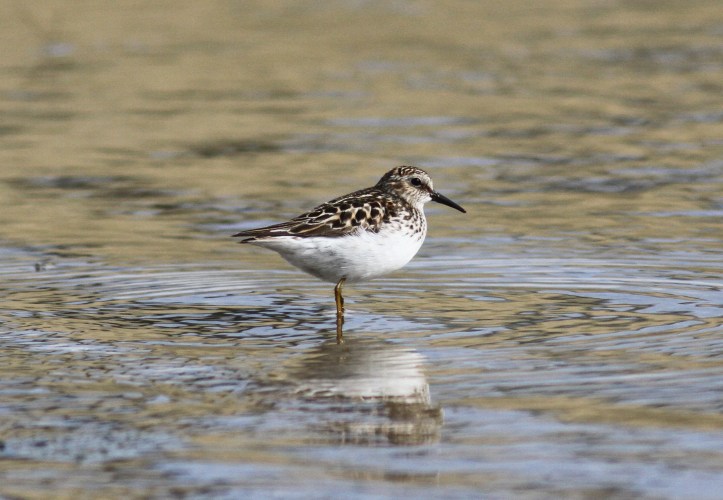 Least Sandpiper ghkk3