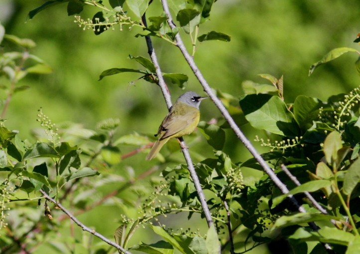 MacGillvray's Warbler kghk3.JPG