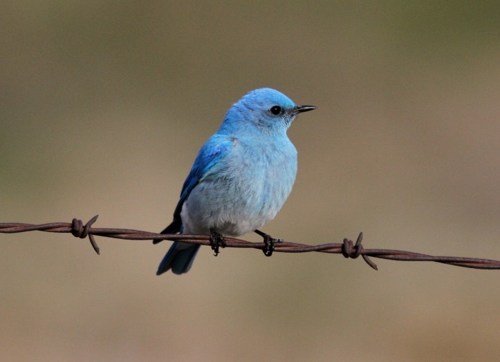 Mountain Bluebird ghk3