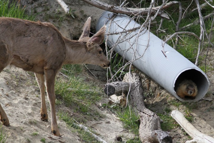 Mule Deer and Yellow-bellied Marmot gh4g.JPG