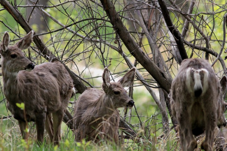 Mule Deer hkh4.JPG