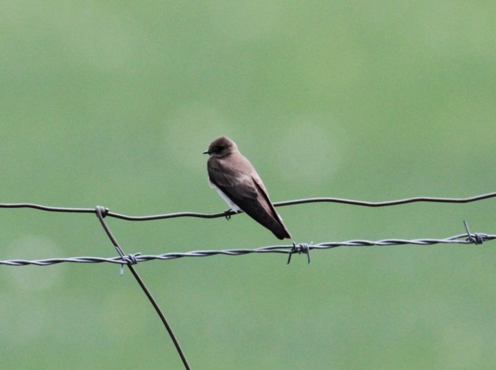Northern Rough-winged Swallow
