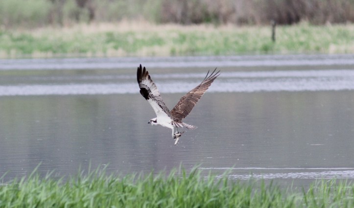 Osprey hgkghg3.JPG