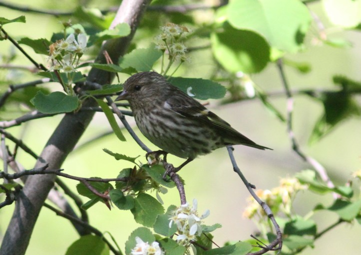 Pine Siskin fgf2