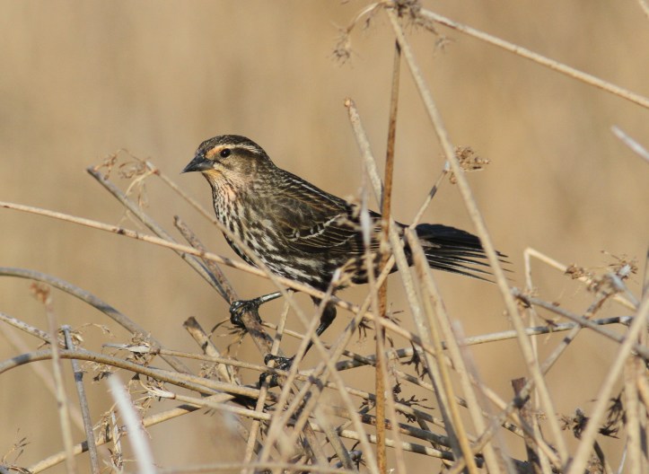 Red-winged Blackbird h4ff.JPG
