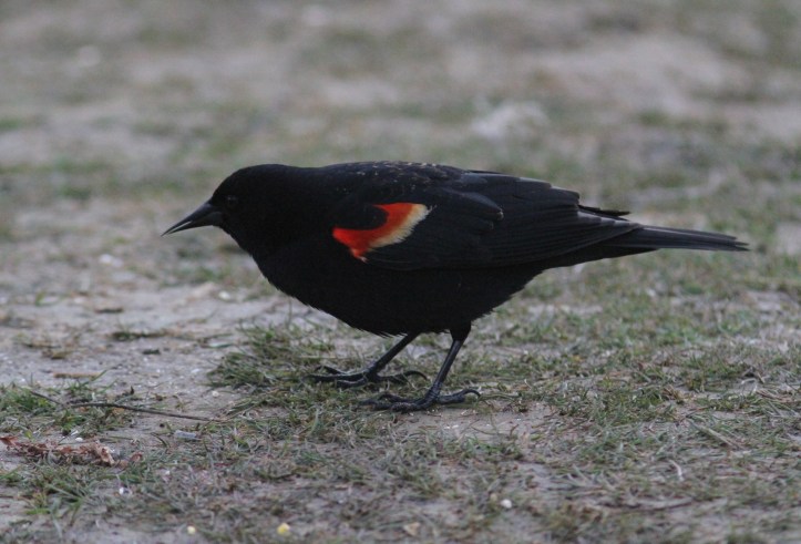 Red-winged Blackbird iyi3.JPG