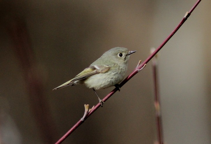 Ruby-crowned Kinglet hgfggj3