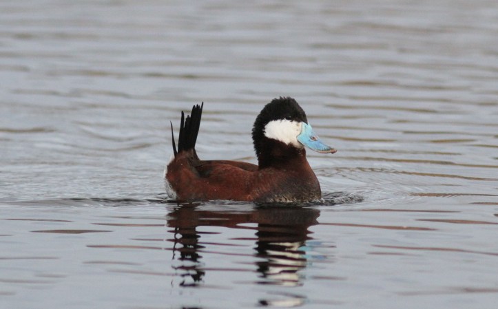Ruddy Duck kk3
