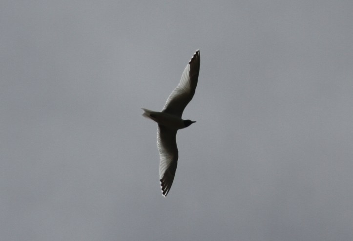 Sabine's Gull hhk3