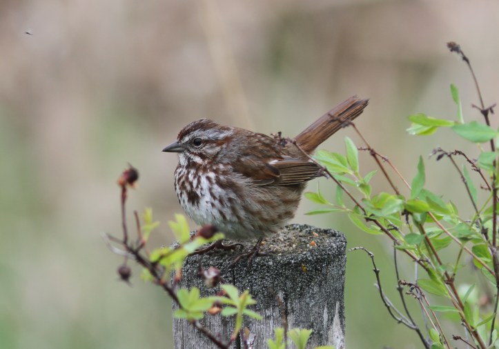 Song Sparrow khghj3.JPG