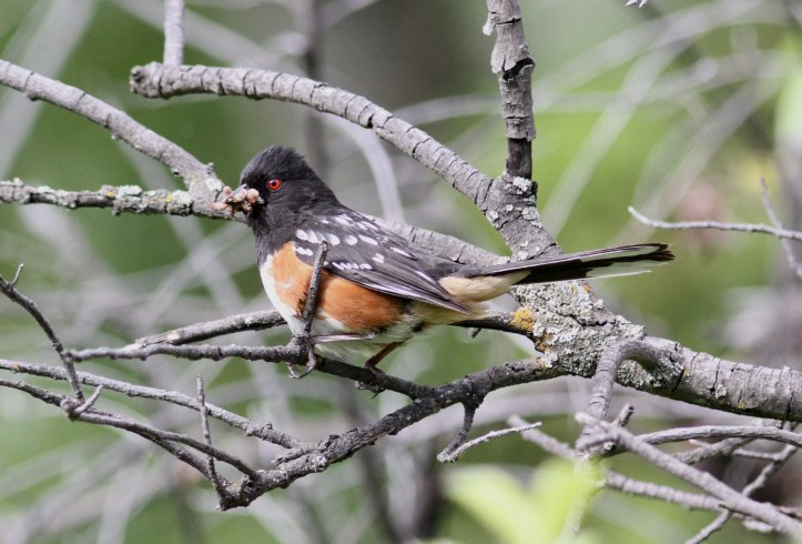 Spotted Towhee hkhg3f.JPG