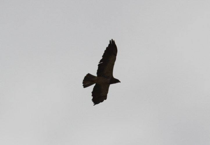 Swainson's Hawk hjk3.JPG