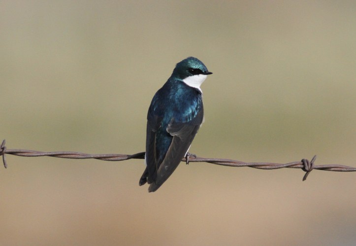 Tree Swallow ghg04