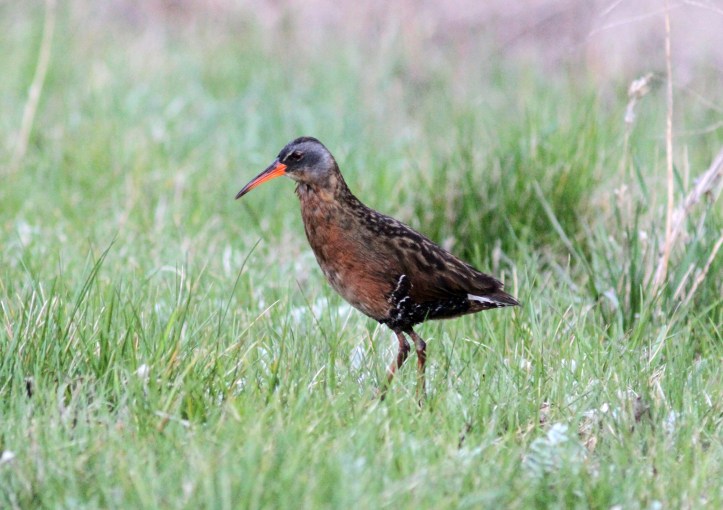 Virginia Rail -0nk2.JPG