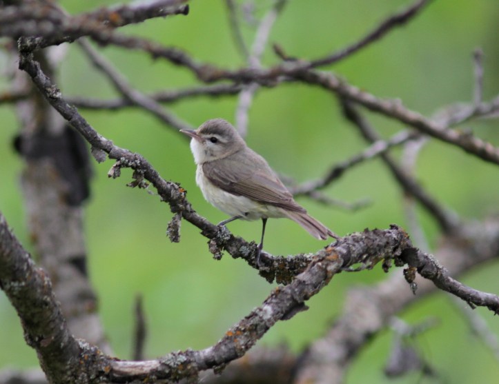Warbling Vireo hhkl3