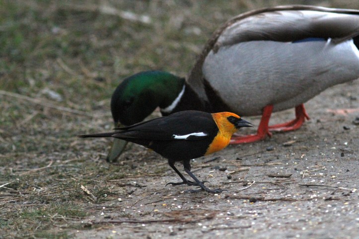 Yellow-headed Balckbird gfuj3.JPG