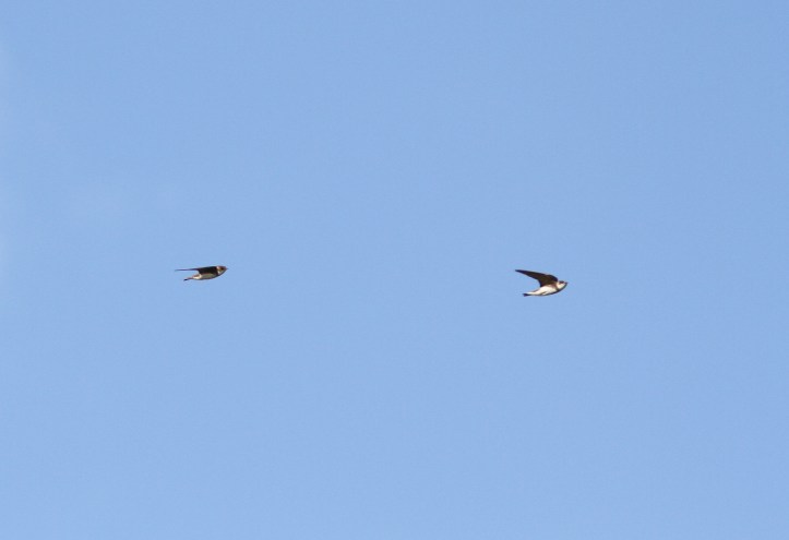 Bank Swallow hjk3.JPG