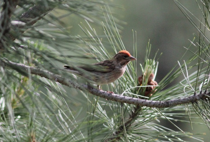 Cassin's Finch khghk3.JPG