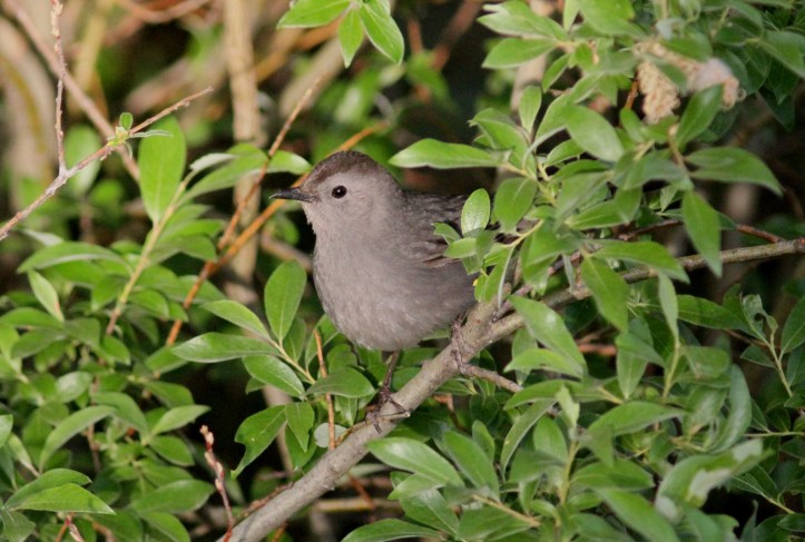 Gray Catbird hkgjh3;.JPG
